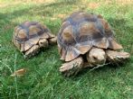 Sulcata : Both to be rehomed together (Sulcata's, Chessington)